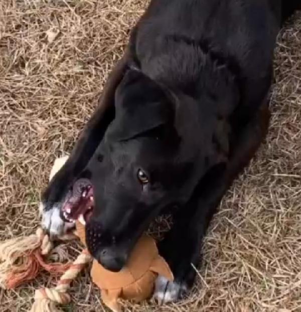 Lucky 18mesi tg nera salito a MILANO 7mesi fa!! SOS  Foto 7