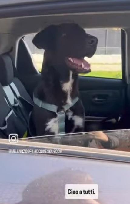 Lucky 18mesi tg nera salito a MILANO 7mesi fa!! SOS  Foto 8