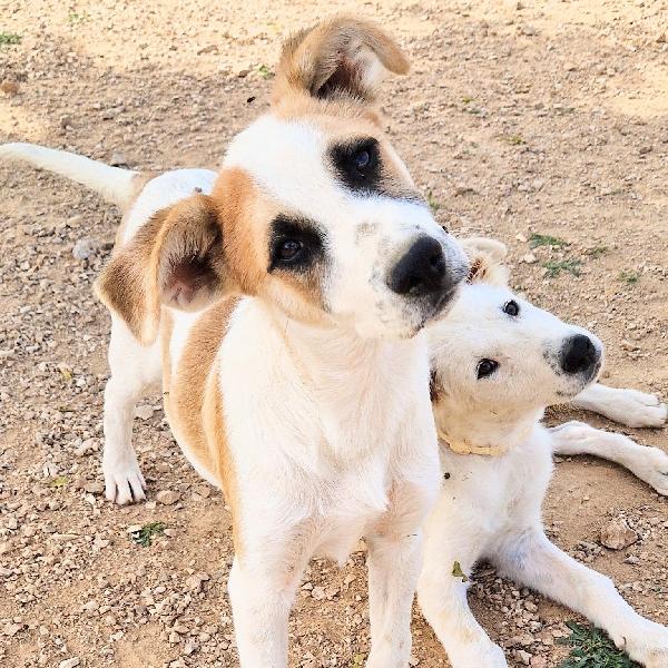 Simon,In Canile,Adottabile In Tutta Italia!