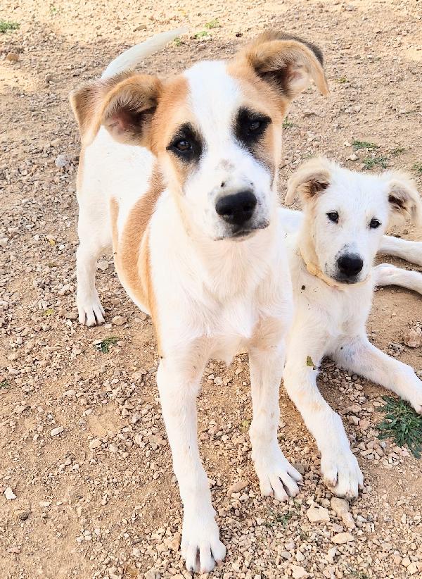 SIMON,IN CANILE,ADOTTABILE IN TUTTA ITALIA! Foto 2