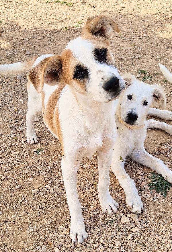 SIMON,IN CANILE,ADOTTABILE IN TUTTA ITALIA! Foto 3