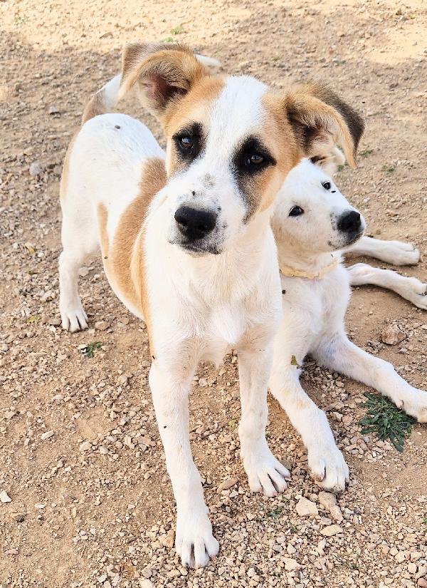 SIMON,IN CANILE,ADOTTABILE IN TUTTA ITALIA! Foto 4