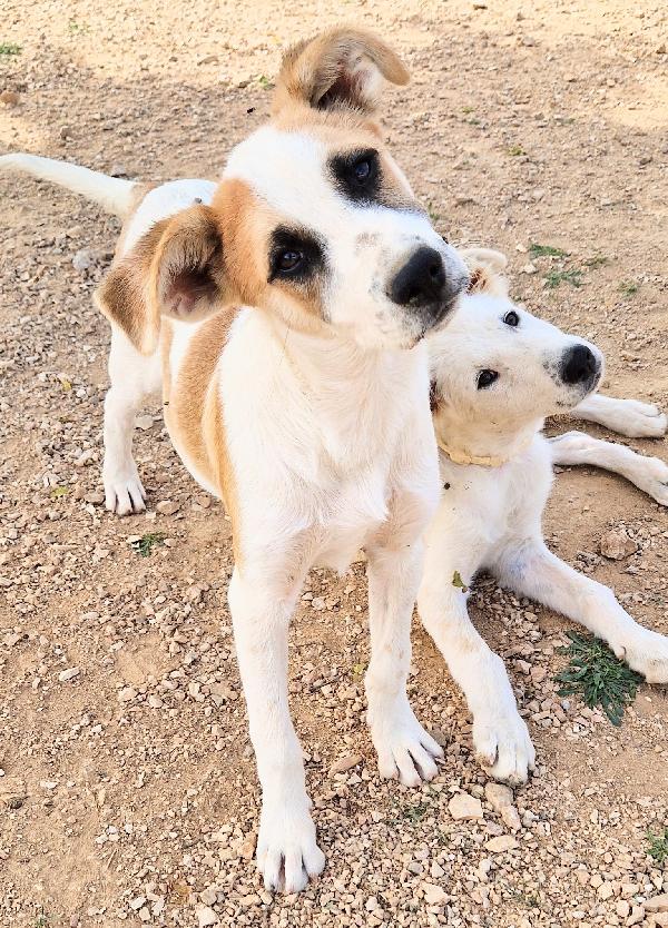 SIMON,IN CANILE,ADOTTABILE IN TUTTA ITALIA! Foto 5