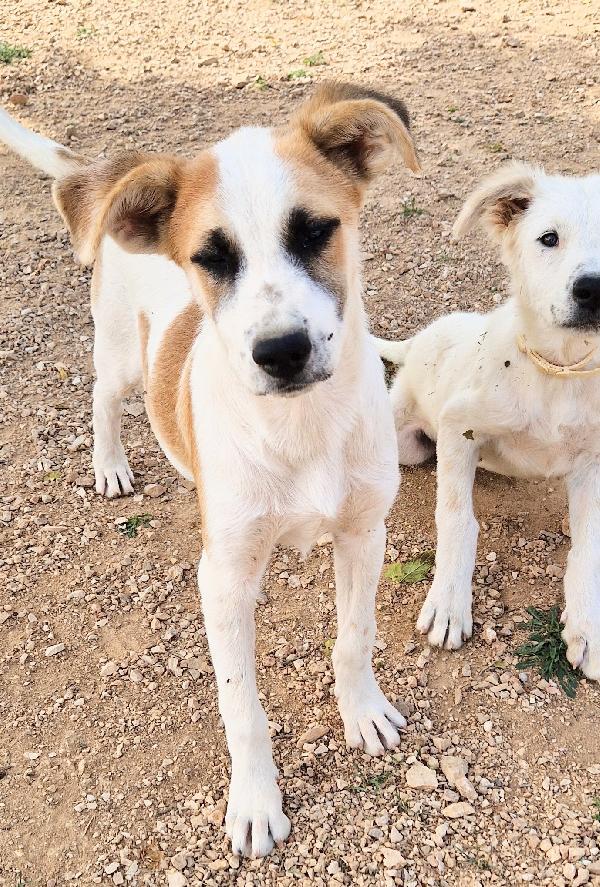 SIMON,IN CANILE,ADOTTABILE IN TUTTA ITALIA! Foto 6