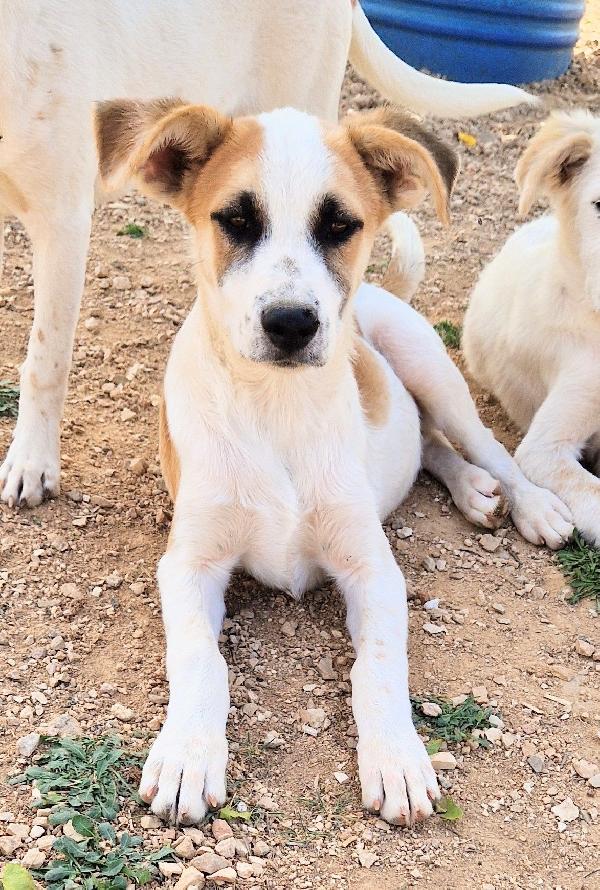 SIMON,IN CANILE,ADOTTABILE IN TUTTA ITALIA! Foto 7