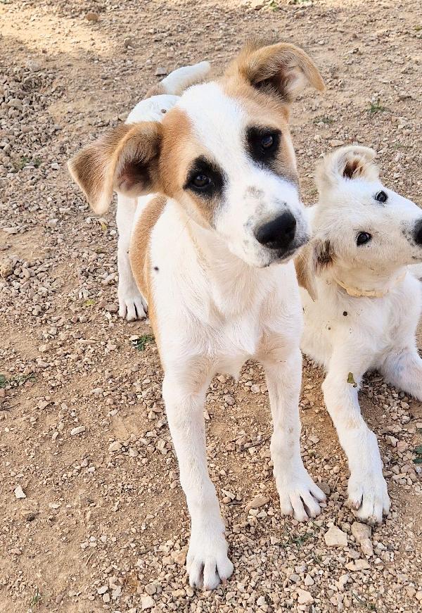 SIMON,IN CANILE,ADOTTABILE IN TUTTA ITALIA! Foto 8