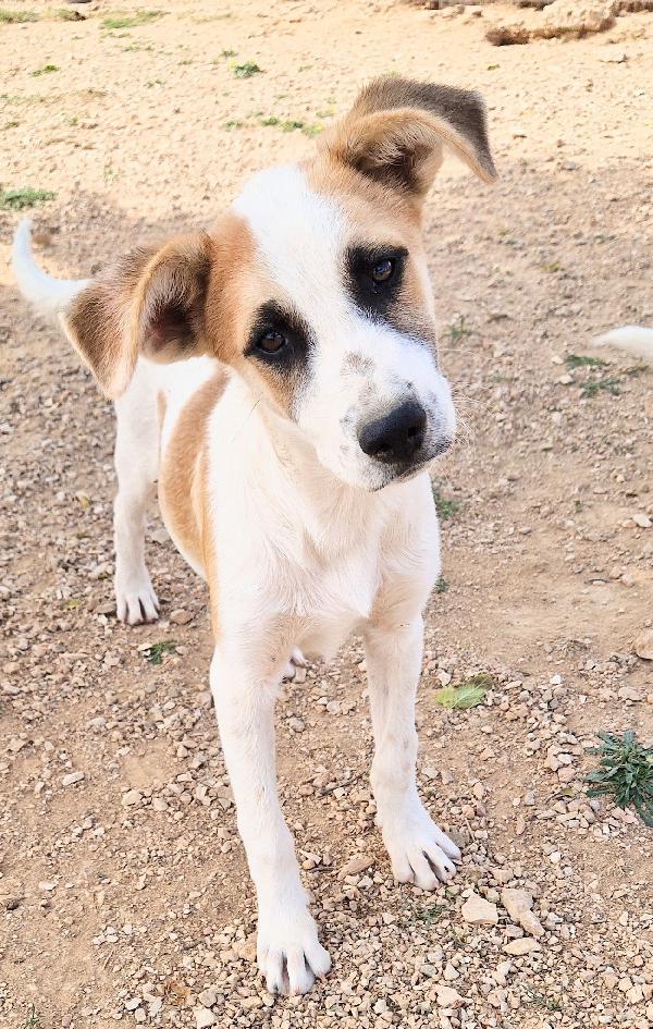 SIMON,IN CANILE,ADOTTABILE IN TUTTA ITALIA! Foto 9