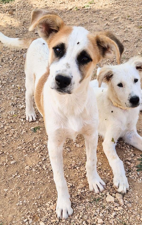 SIMON,IN CANILE,ADOTTABILE IN TUTTA ITALIA! Foto 10