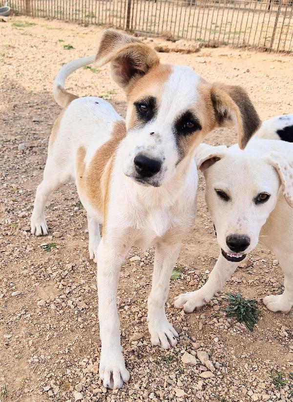 SIMON,IN CANILE,ADOTTABILE IN TUTTA ITALIA! Foto 11