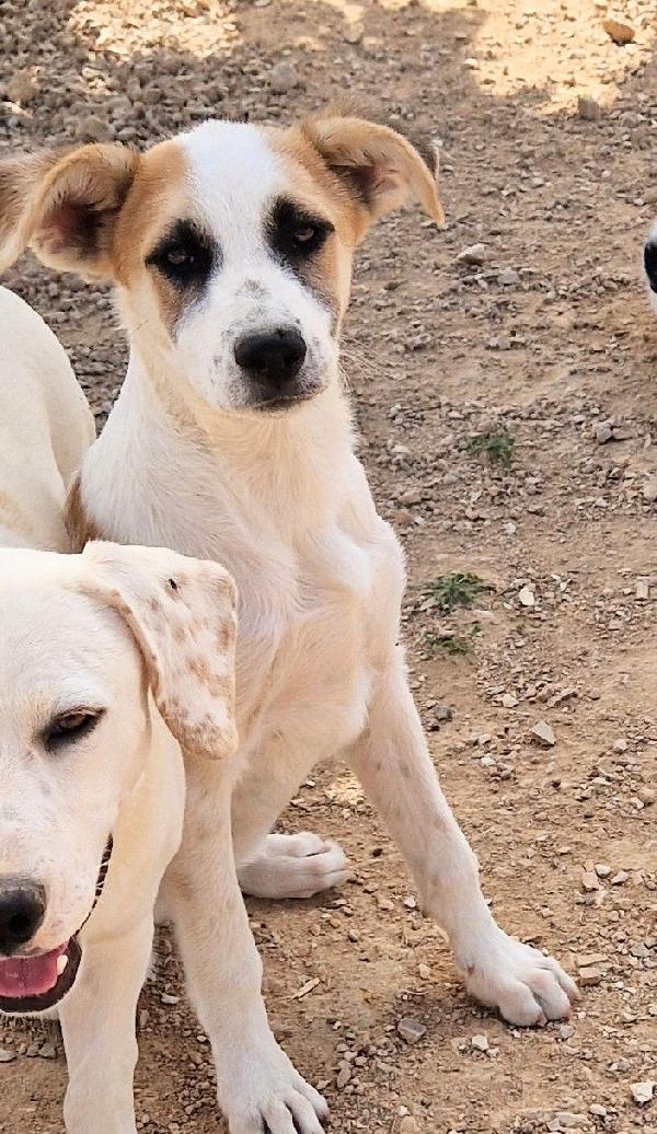 SIMON,IN CANILE,ADOTTABILE IN TUTTA ITALIA! Foto 12