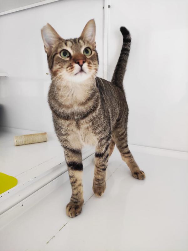 Adozione Del Cuore Urgente