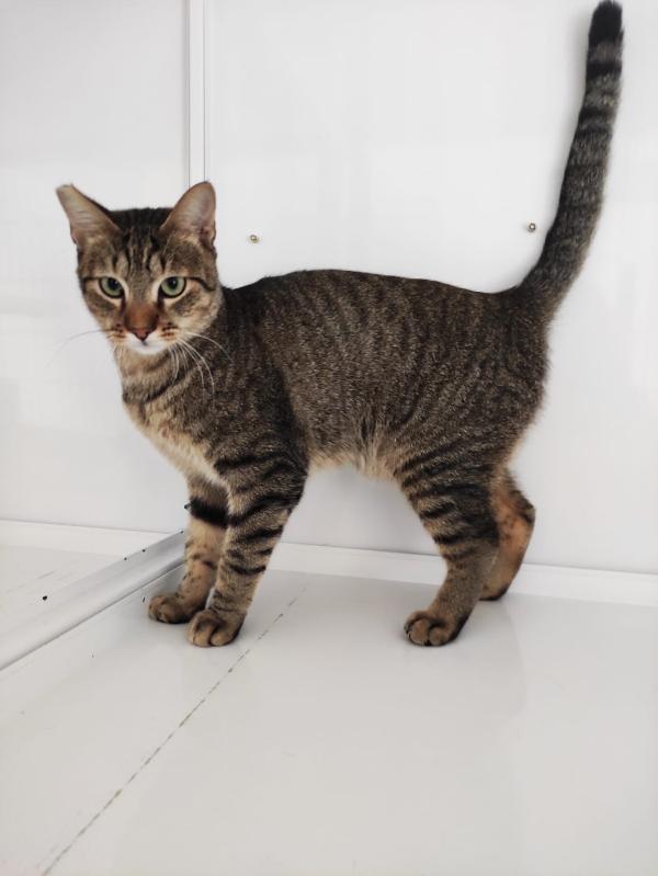 ADOZIONE DEL CUORE URGENTE Foto 2