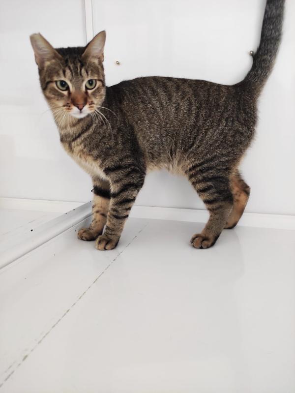 ADOZIONE DEL CUORE URGENTE Foto 3