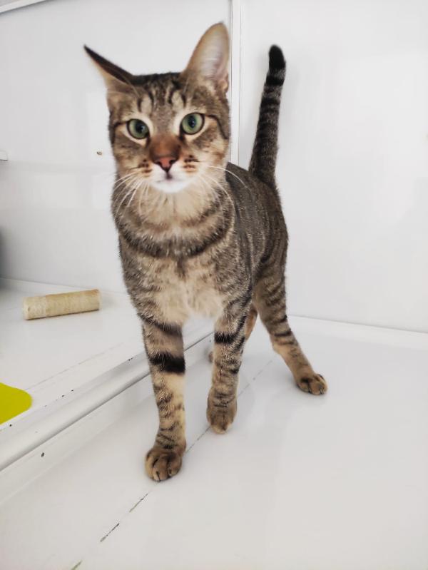 ADOZIONE DEL CUORE URGENTE Foto 4