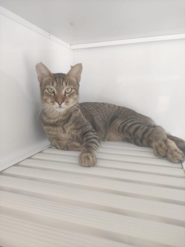 ADOZIONE DEL CUORE URGENTE Foto 5