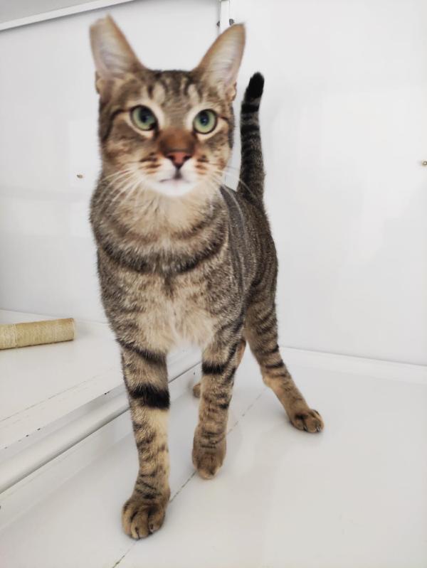 ADOZIONE DEL CUORE URGENTE Foto 6