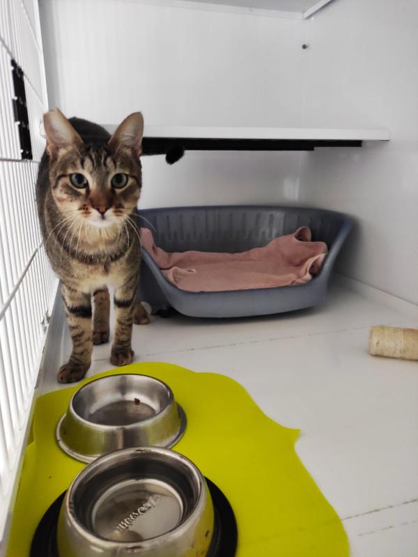 ADOZIONE DEL CUORE URGENTE Foto 7