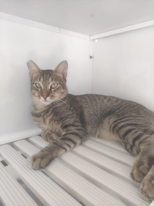 ADOZIONE DEL CUORE URGENTE Foto 8