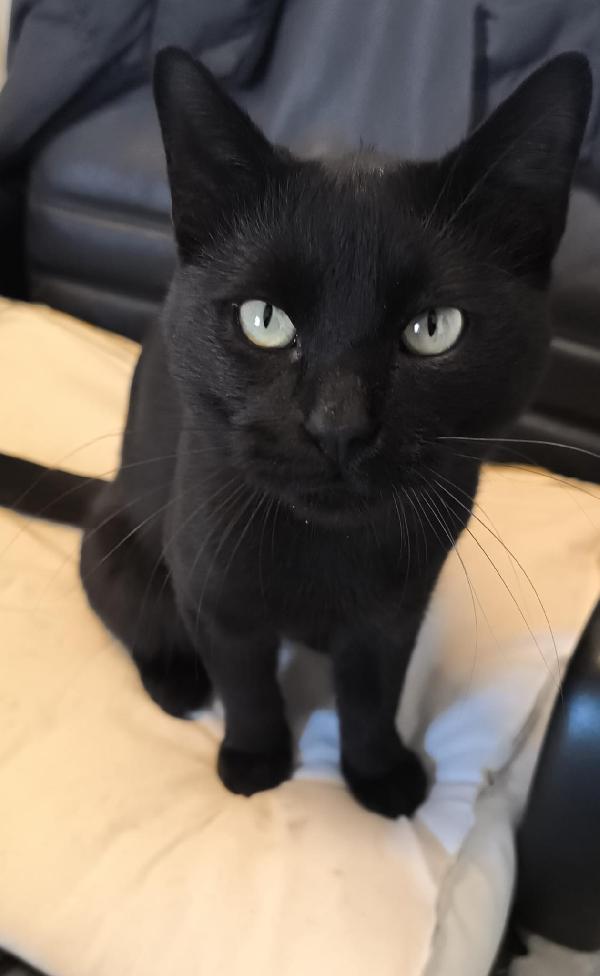 NERONE - gatto di 2 anni Foto 2