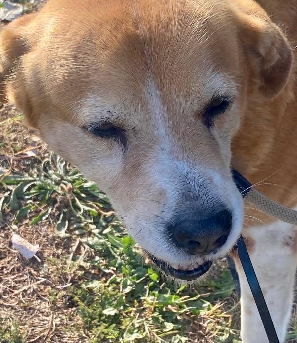 Uma Cagnolina Speciale