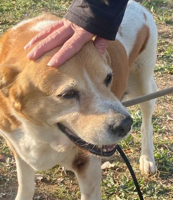 UMA CAGNOLINA SPECIALE Foto 2