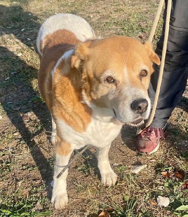 UMA CAGNOLINA SPECIALE Foto 3