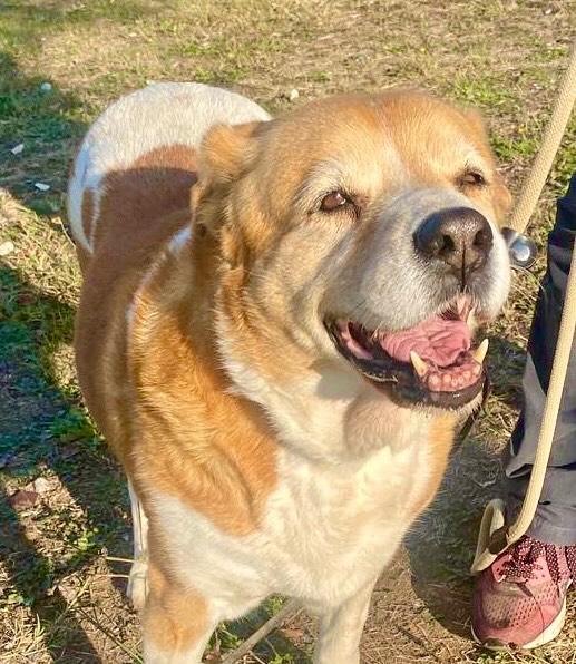 UMA CAGNOLINA SPECIALE Foto 4