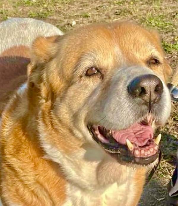 UMA CAGNOLINA SPECIALE Foto 5