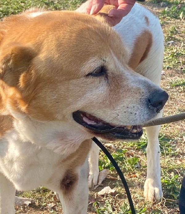 UMA CAGNOLINA SPECIALE Foto 6