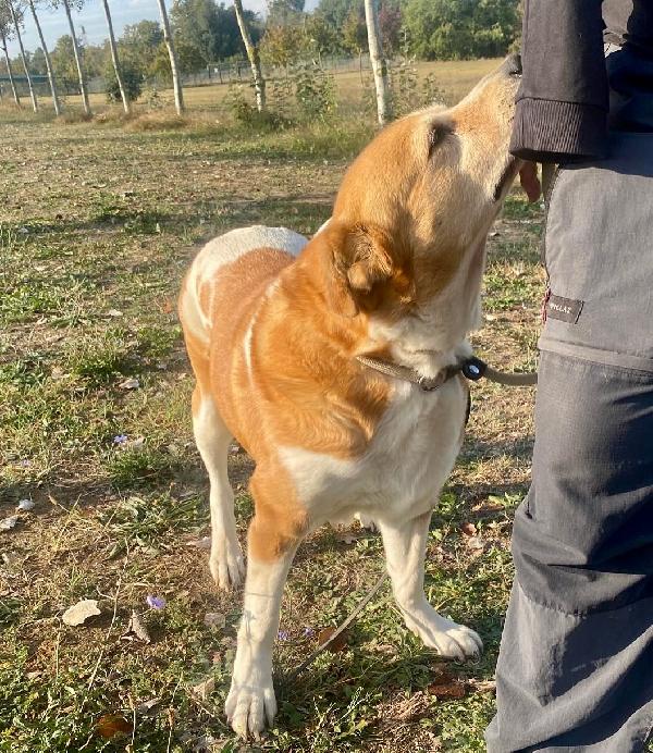 UMA CAGNOLINA SPECIALE Foto 7