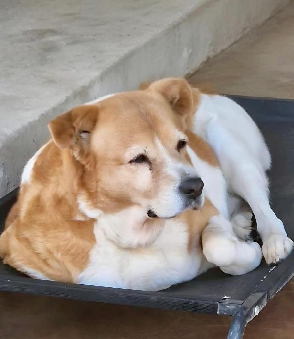 UMA CAGNOLINA SPECIALE Foto 8