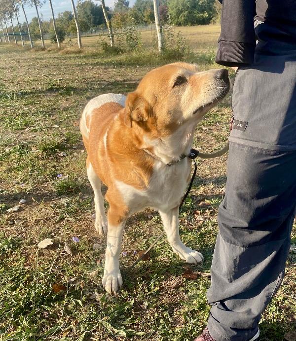 UMA CAGNOLINA SPECIALE Foto 9