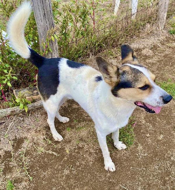 Pin Simil Lupoide Ucraino