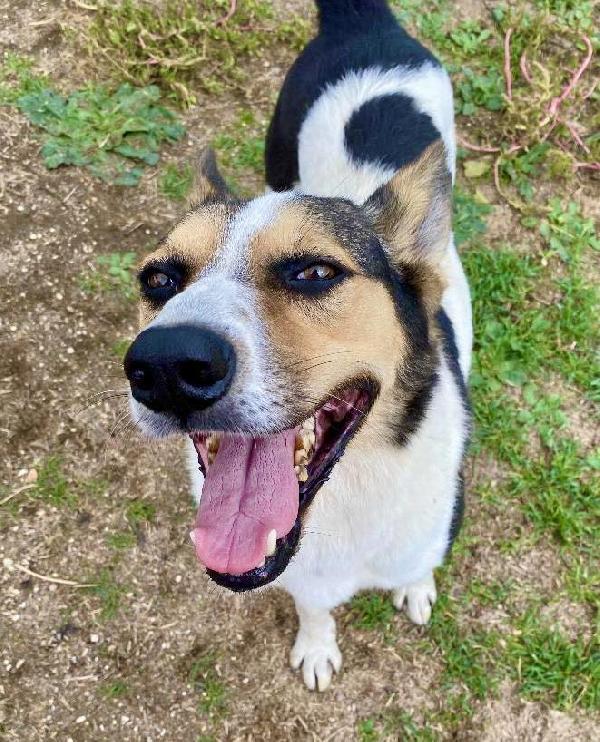 PIN SIMIL LUPOIDE UCRAINO Foto 2