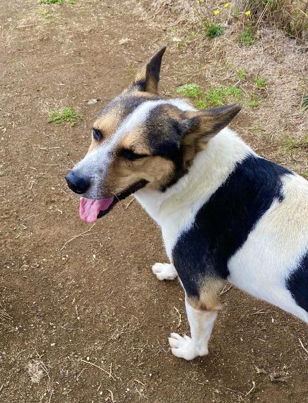 PIN SIMIL LUPOIDE UCRAINO Foto 3