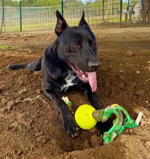 Rio Giovane Meticcio Nero