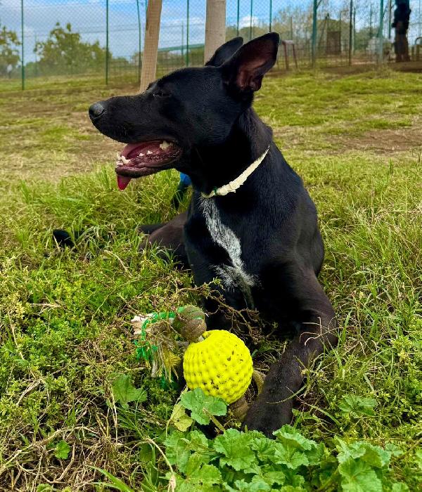 RIO GIOVANE METICCIO NERO Foto 2
