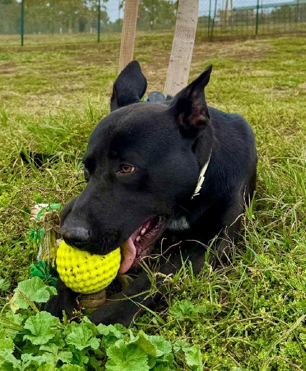 RIO GIOVANE METICCIO NERO Foto 3