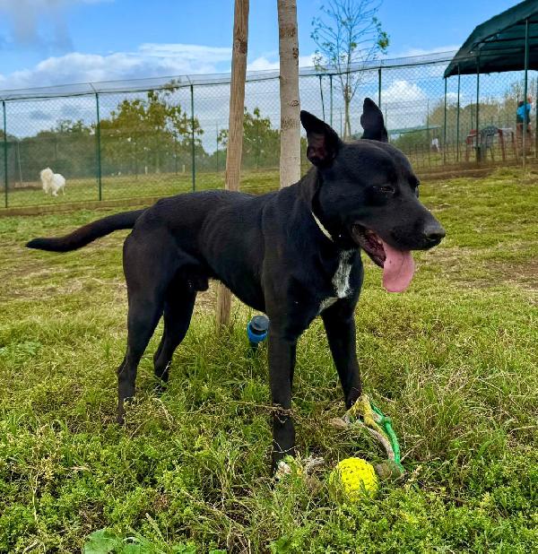 RIO GIOVANE METICCIO NERO Foto 4