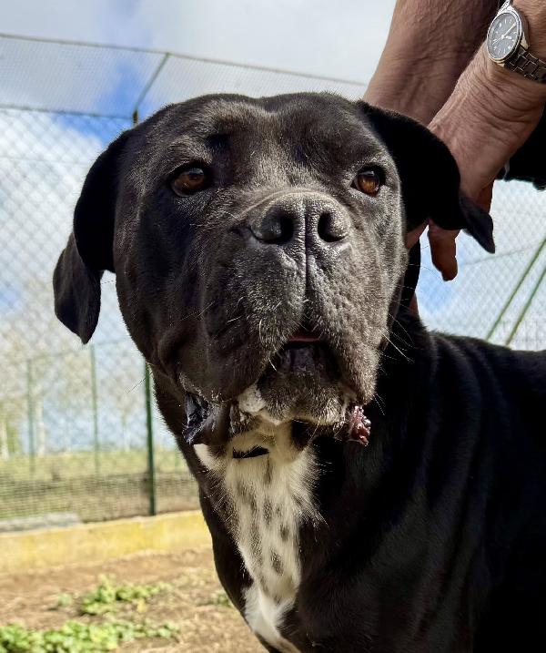 Puglia Splendida Simil Corso