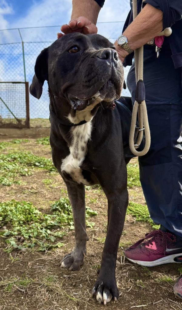 PUGLIA SPLENDIDA SIMIL CORSO Foto 2