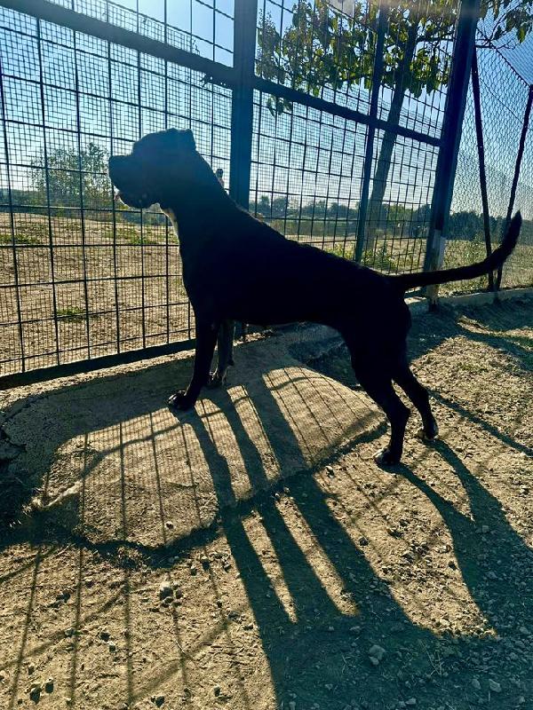 PUGLIA SPLENDIDA SIMIL CORSO Foto 3