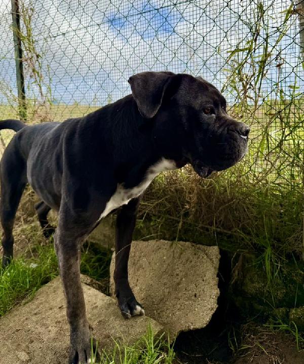 PUGLIA SPLENDIDA SIMIL CORSO Foto 4