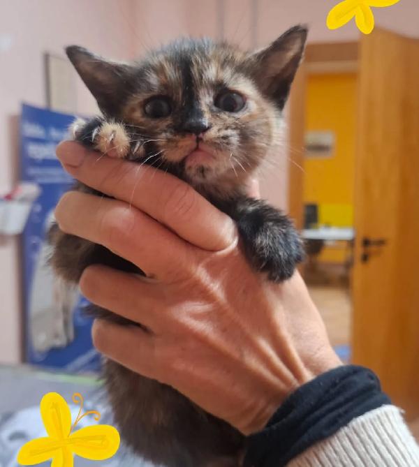 Lilly dolce micina cerca casa Foto 4