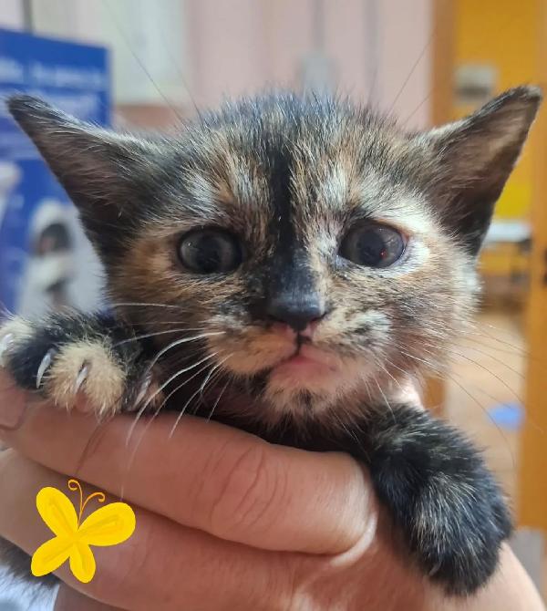 Lilly dolce micina cerca casa Foto 5