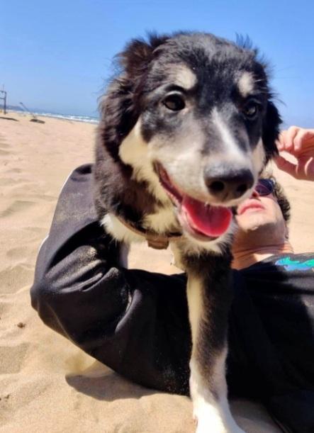 Kaos 7/8mesi NESSUNO LO NOTA! GARGANO Foto 2