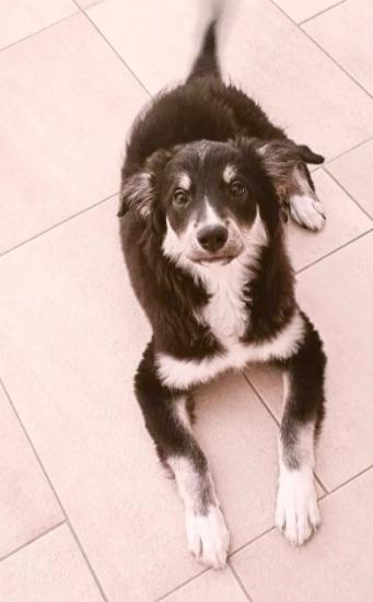 Kaos 7/8mesi NESSUNO LO NOTA! GARGANO Foto 5