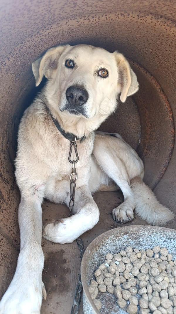 Pluta Splendida Giovanotta Vive A Catena! 