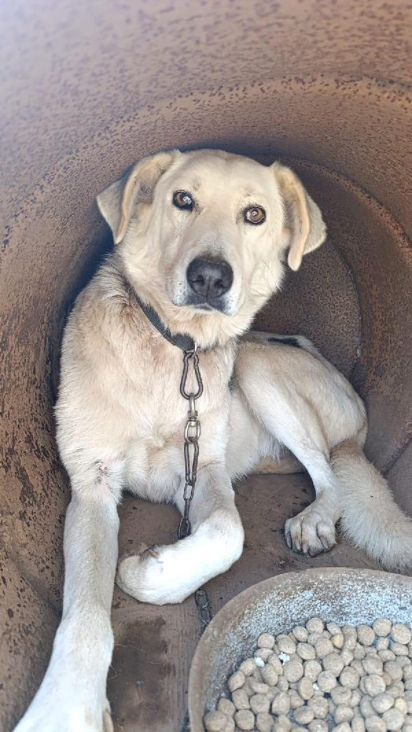 Pluta splendida giovanotta vive a catena!  Foto 2