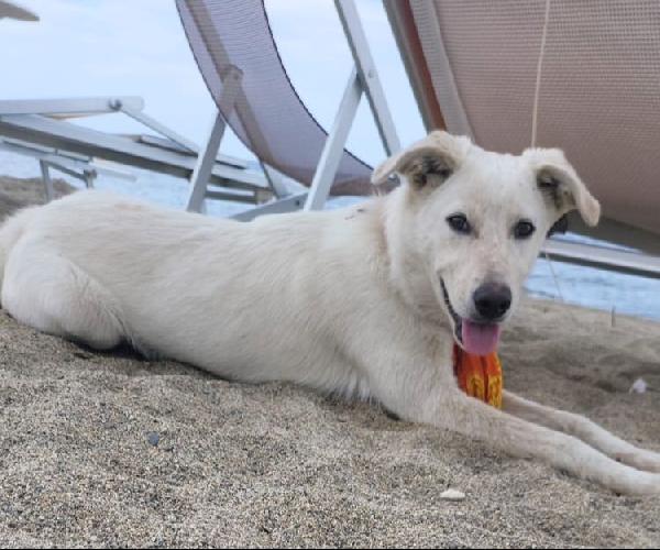 Salvo Dolce Cucciolone